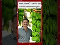 ଭାରତର କେଉଁ ସହର କଦଳୀ ରାଜଧାନୀ ଭାରେ ଜଣାଶୁଣା? || Odisha Connect #BananaCapitalOfIndia #Jalgaon