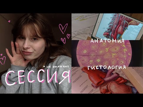 сессия на 2 курсе в медицинском | как я готовилась, материалы, энергетики и сон