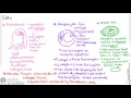 Connective Tissue Quiz