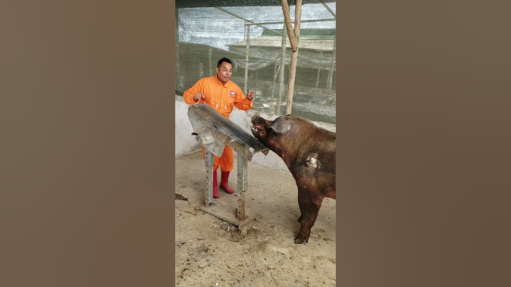 Características de la Raza DUROC 🐗🐖🐖🐖🙋🏻‍♂️