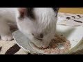 初めて猫用缶詰を食べる新入り子猫マメ