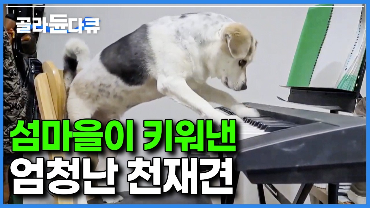 섬에서 외로워 하던 손자를 위해, 유기견 센터에서 데려온 개가 어딘가 심상치 않다｜한국기행｜#골라듄다큐