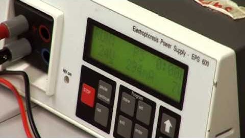 Comet Assay Stage 6: Alkaline Treatment and Electrophoresis