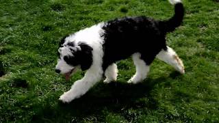 Leon Yoders Sheepadoodle Puppy