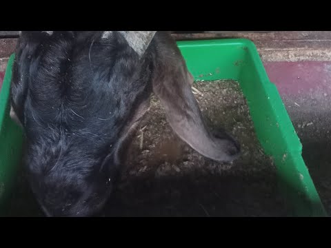 Comboran Kambing Boer