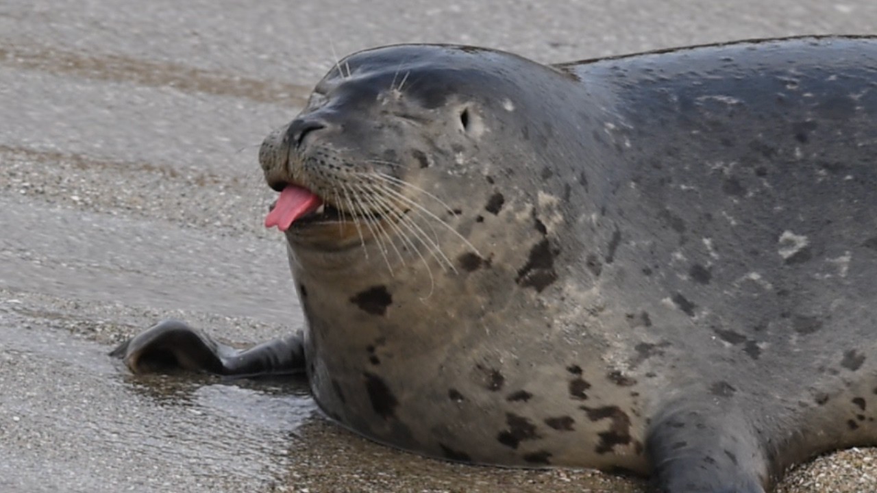 Cute Seals Being Silly