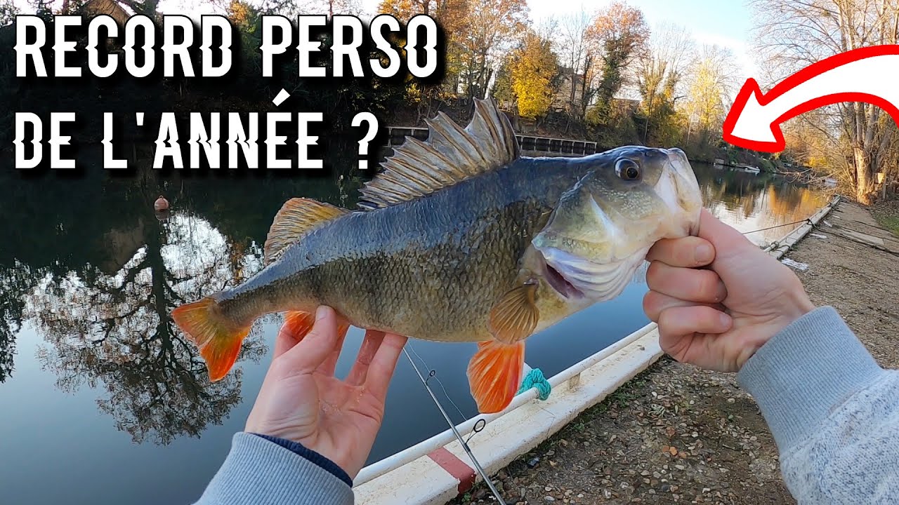 Grosses perches d'automne : misez sur une pêche incitative ! - DPSG