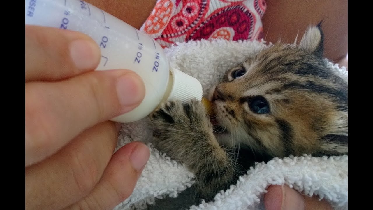 can i use a baby bottle to feed a kitten