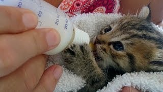 Kittens Being Bottle Fed  Super Cute