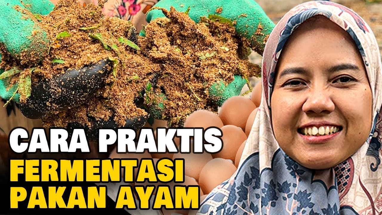 Cara Mudah Membuat Pakan Fermentasi Ayam, Hemat dan Cepat !