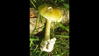 What happens when you eat death cap mushrooms?  (Amanita Phalloides)