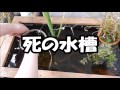 癒しのベランダビオトープ Part.1 の動画、YouTube動画。