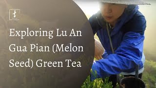 Exploring Lu An Gua Pian (Melon Seed) Green Tea Profile