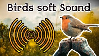 kids and 🐦  birds  life soft sound 🎶.  Visit www.360realestate360.com screenshot 2