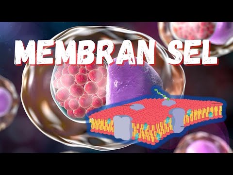 Video: Pada apakah fungsi membran sel?