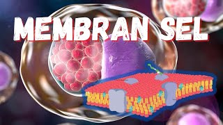 12 Functions of the Cell Membrane in Living Organisms