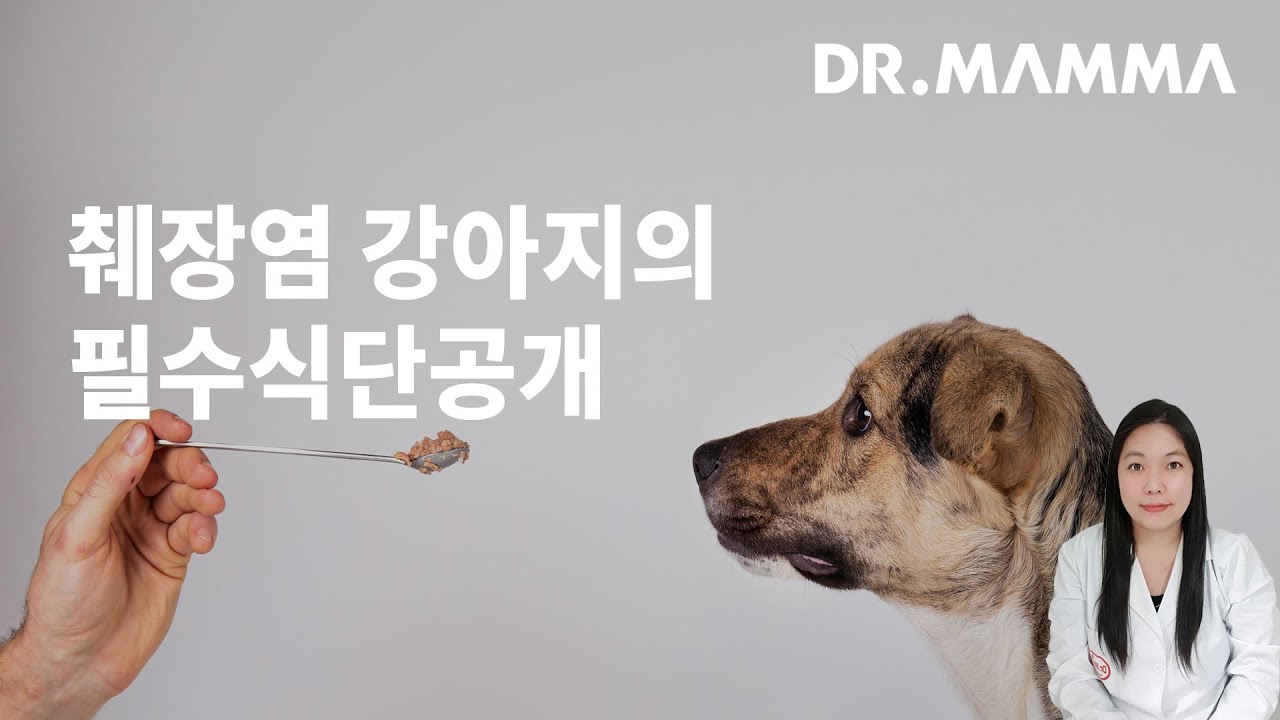 강아지 췌장염이라면 꼭 알아야 할 음식관리