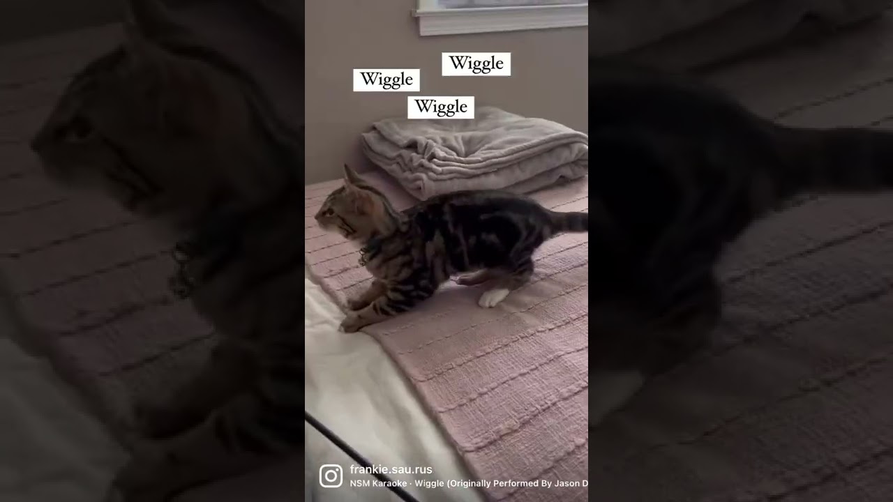 wiggle bont
