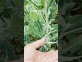 Wild Lettuce Ooze ? #hmmherbs #wildlettuce #herbalmedicine #herbalremedies