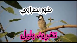 تغريد بلبل طور بصراوي