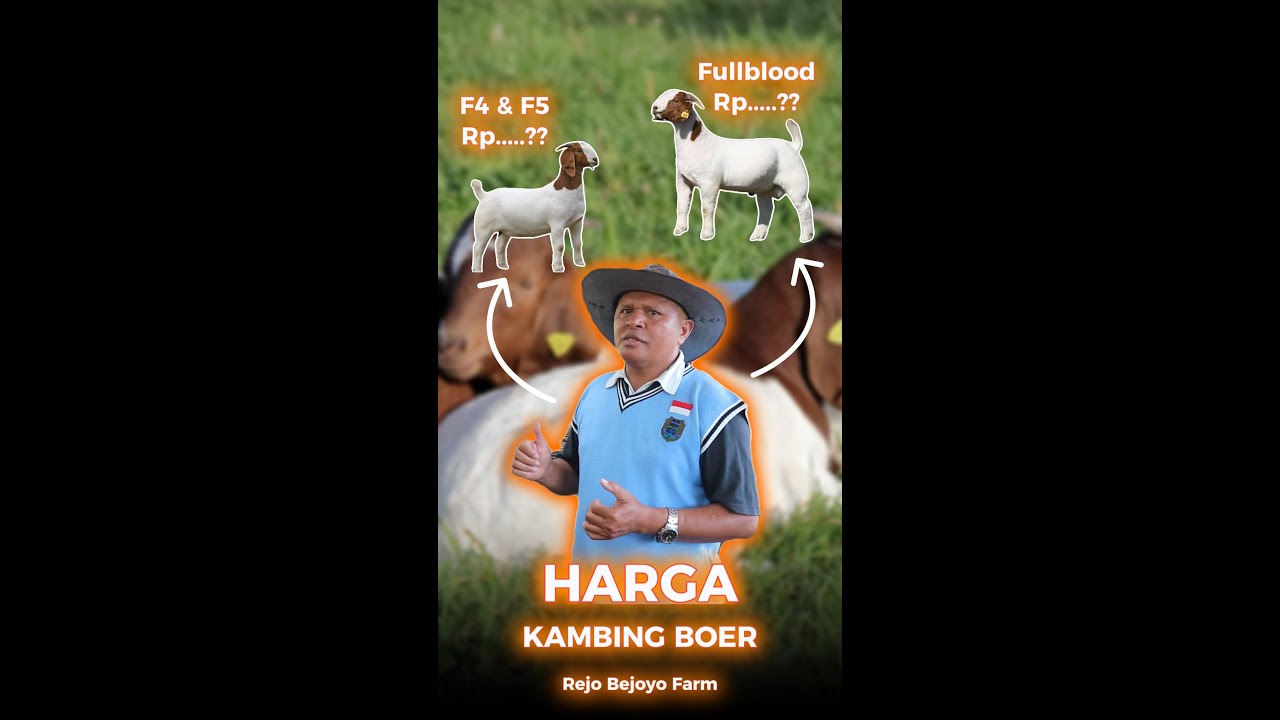 Rejo Farm HARGA KAMBING BOER DI REJO BEJOYO FARM #BOER #boergoats - YouTube