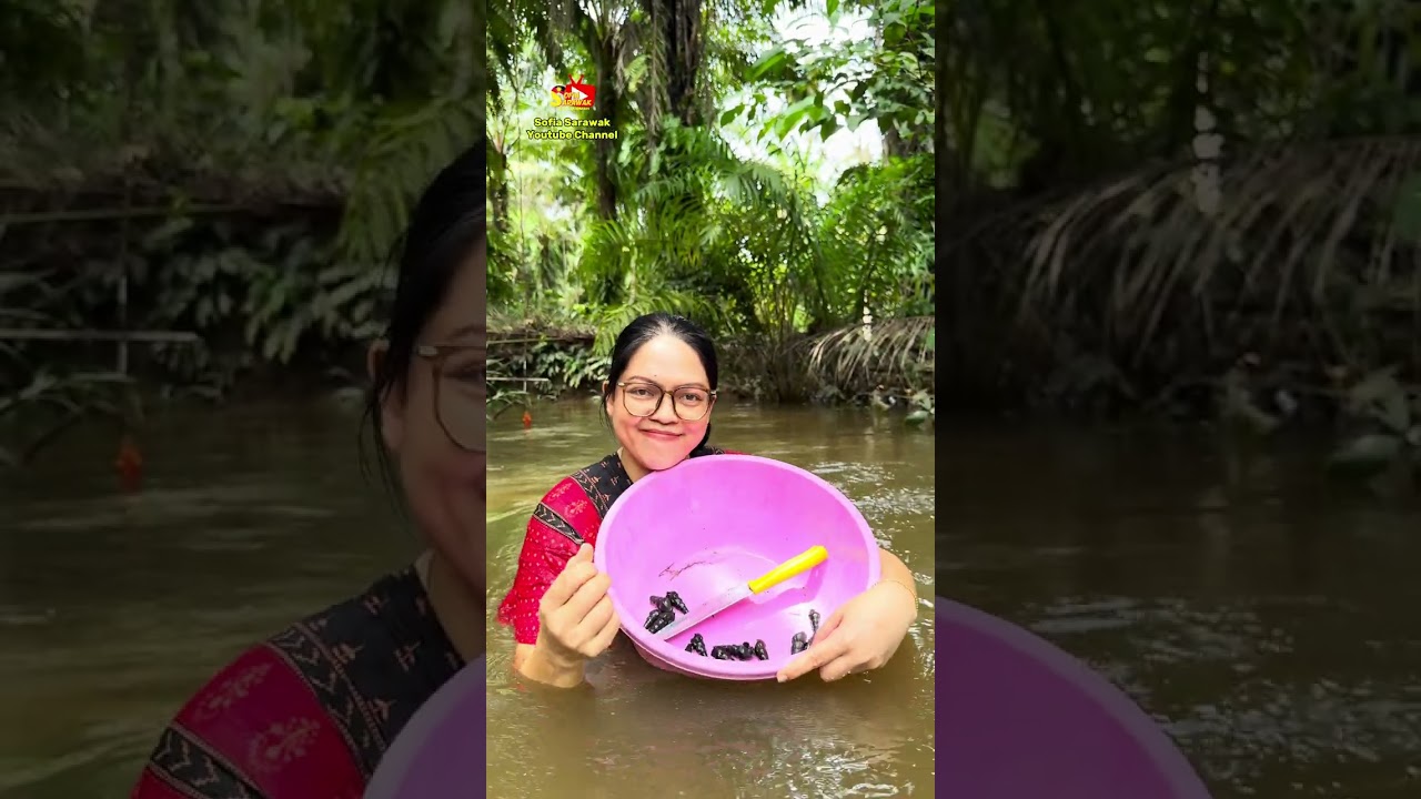 Mencari Siput Sungai . Campurkan Dengan Daun Ubi, Terung Pipit. Mantap..! 