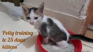 খুব সহজে বিড়ালের পটি ট্রেইন|| how to potty train baby kitten|| how to train your cat to use litter.