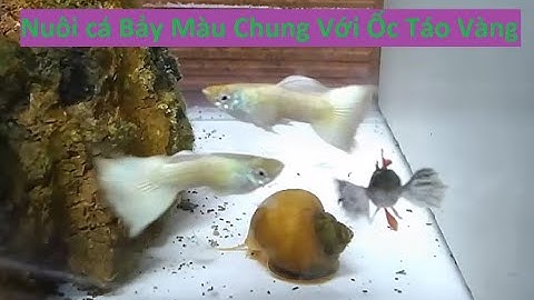 Hiệu Quả Bất Ngờ Của Việc Nuôi Cá Bảy Màu Chung Với Ốc Táo Vàng | Tuấn Cá Cảnh