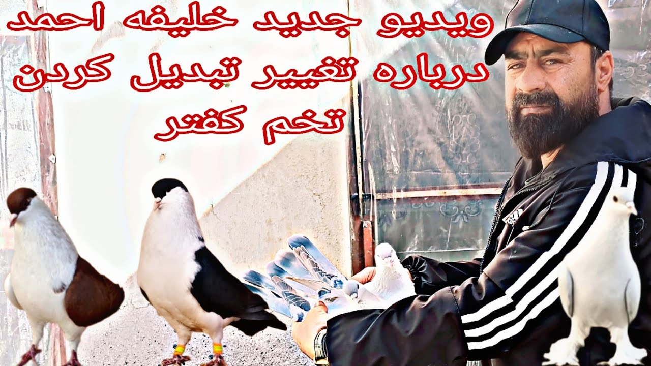 /‌ویدیو جدید خلیفه احمد /درباره  تغییر تبدیل کردن تخم کفتر ..