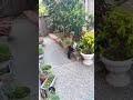 My Cats enjoying the wind chime in the garden...