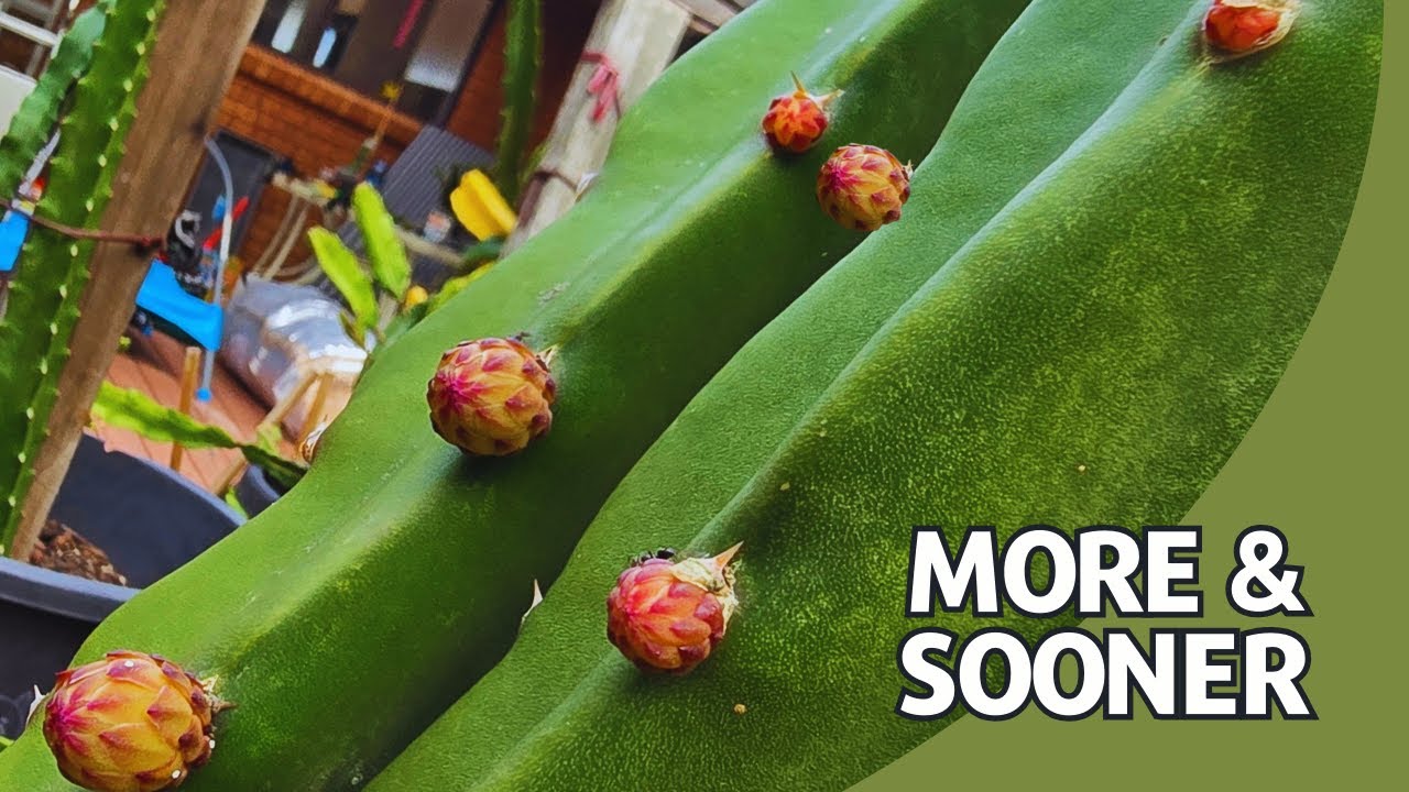 Советы по получению БОЛЬШЕГО количества бутонов!