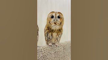 Thumbnail of Tawny Owl - Owl Calls and Sounds