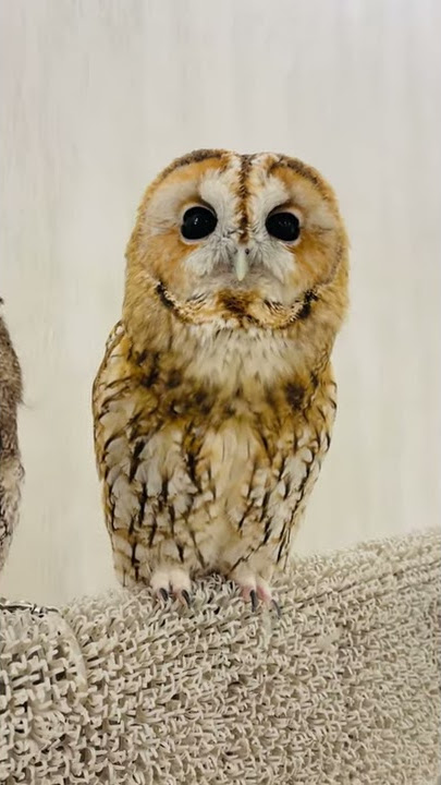 Tawny Owl - Suara dan Panggilan Burung Hantu