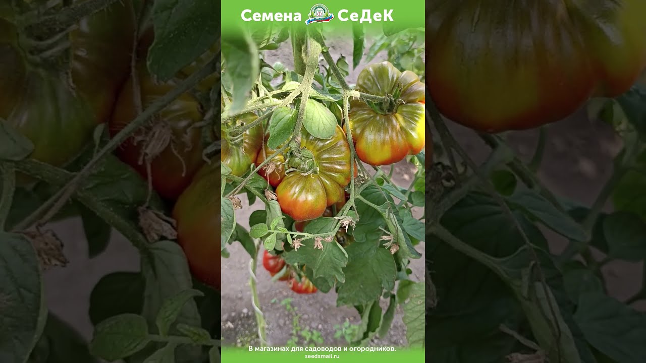 Помидоры Джекпот Описание Сорта Фото Отзывы Цена