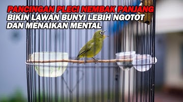 PANCINGAN PLECI NEMBAK PANJANG , BIKIN LAWAN BUNYI LEBIH NGOTOT DAN CEPAT BUKA PARUH