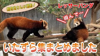 構ってちゃんMAX！レッサーパンダの子どもピースケ