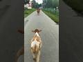 cow love really beautiful 😍❤️ #viralvideo #cow #love