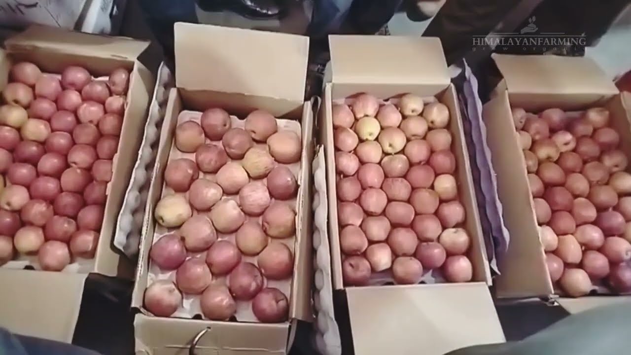Today's Royal Apple Market Update in Shimla | Himalayan farming | Live Update