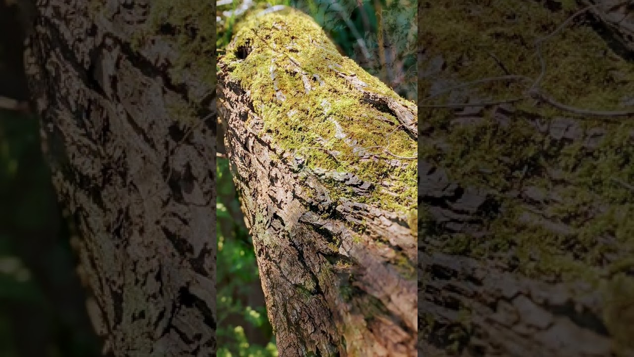 Nature sounds, Meditation, Forest sounds of birds singing, Relaxation 