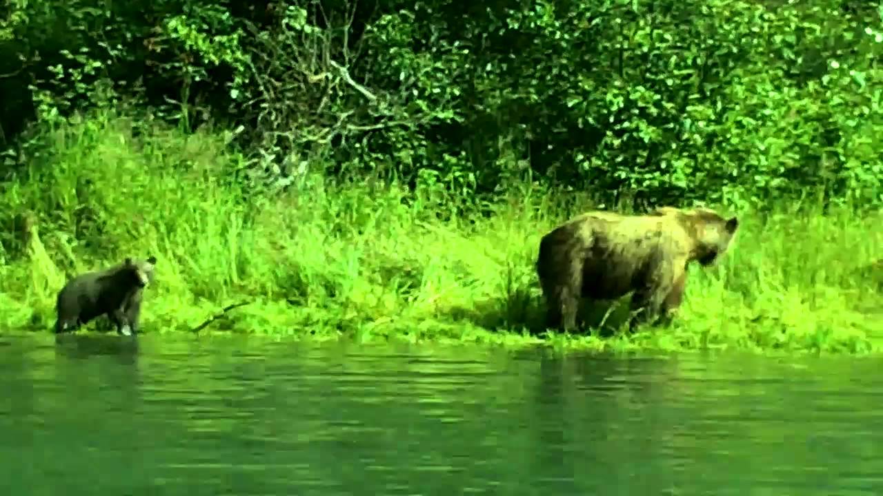 Fishing with Grizzly Bears on the Kenai River Alaska - YouTube