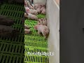 I can be the one! Big big pig. #pigfarming#pig