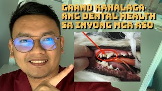 HEALTHY BA ANG IPIN NG INYONG MGA ASO? (Gaano kahalaga ang Dental Health sainyong mga aso?) by Doc Gelo TV 6,794 views 2 years ago 13 minutes, 40 seconds