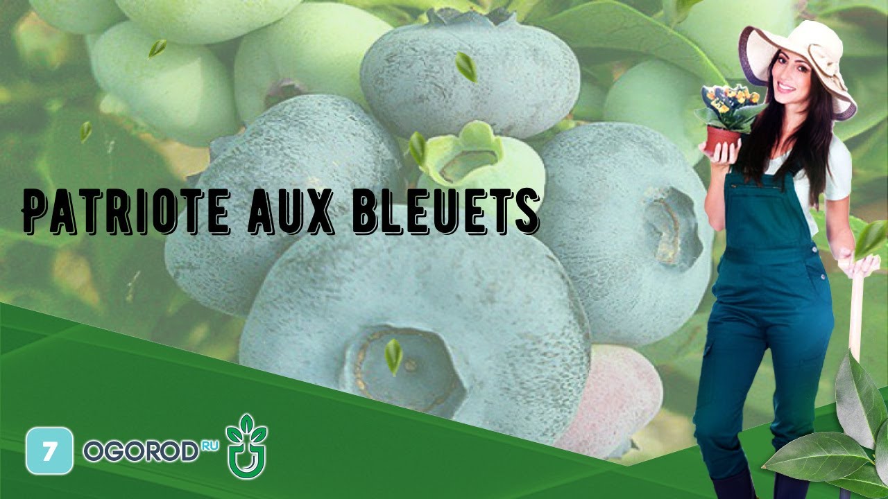 Patriote aux bleuets