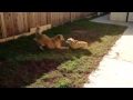 Corgi playing with Golden Retriever