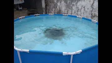 Como limpar piscina de plástico com água sanitária?