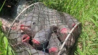 Fisgando no momento certo! Se descer assim você não erra...Pescaria 
