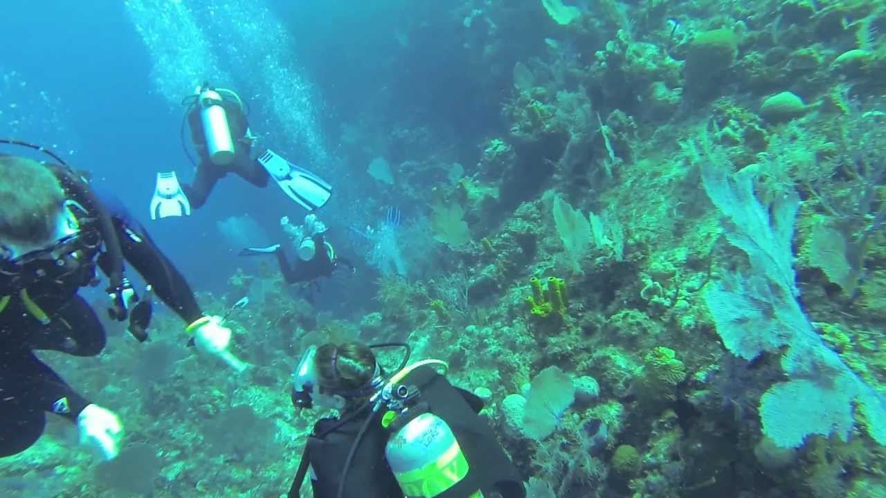 Bloody Bay Wall Little Cayman Youtube