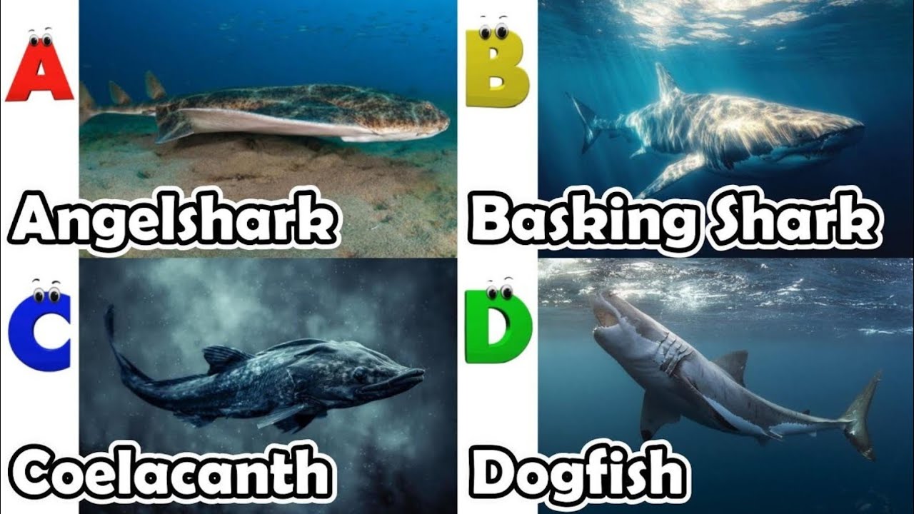 ABC Sea Animals | ABC Safari Animals 18TH2231 | Alphabet Animals Song for Kids | FT Kids Show