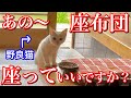 家の中に用意された座布団に座ってご飯を食べる白い可愛い野良猫