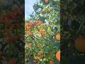 Orange Abundance: A Citrus Symphony of Flavor and Vitality! 🍊 #shorts
